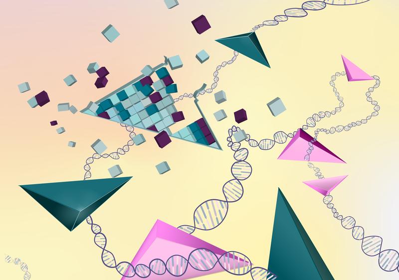 Künstlerische Darstellung einer sich verändernden Organisationseinheit der DNA, einer topologisch assoziierten Domäne (TAD). In der Datenanalyse erscheinen diese Domänen als Dreiecke, die in verschiedenen Geweben umstrukturiert werden können.  
