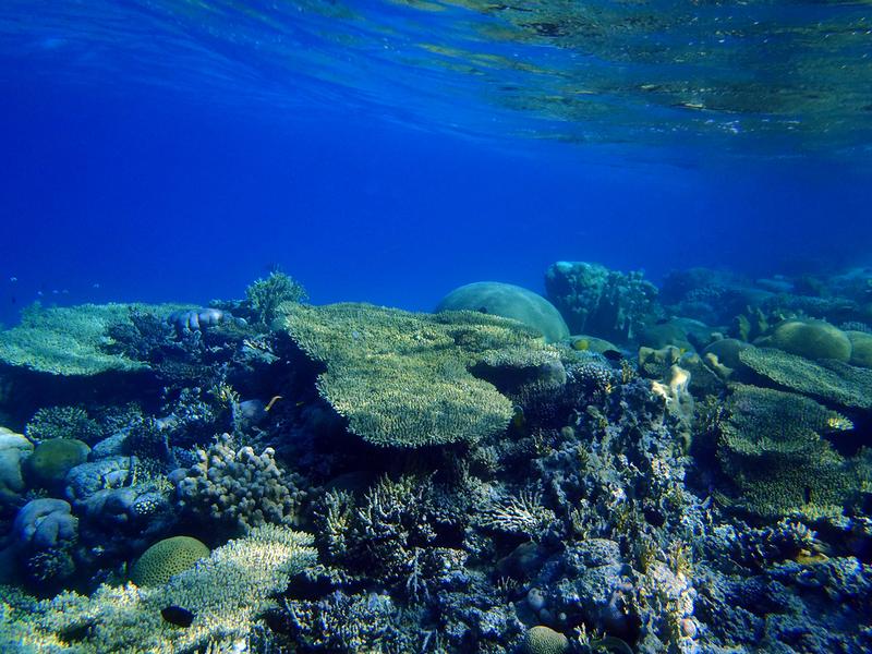 Coral reef near Aqaba, Jordan