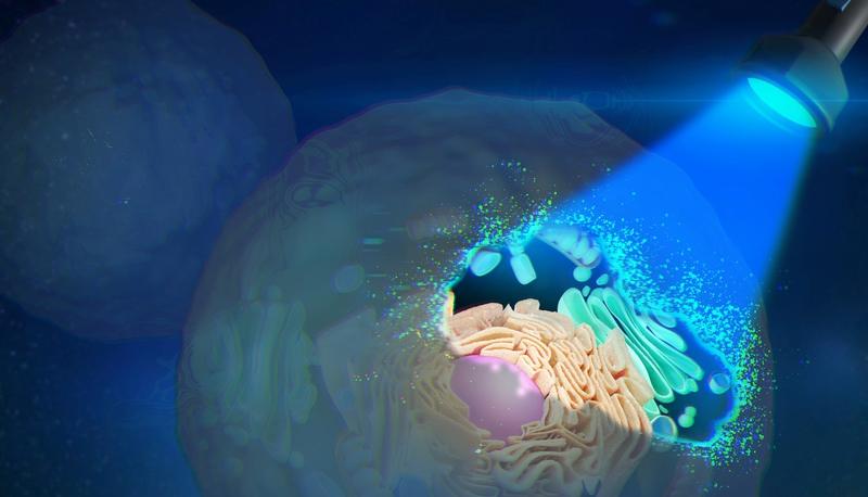 Molecules that react to light were introduced into an artificial cell membrane. This allows the permeability of the cell wall to be controlled from the outside.