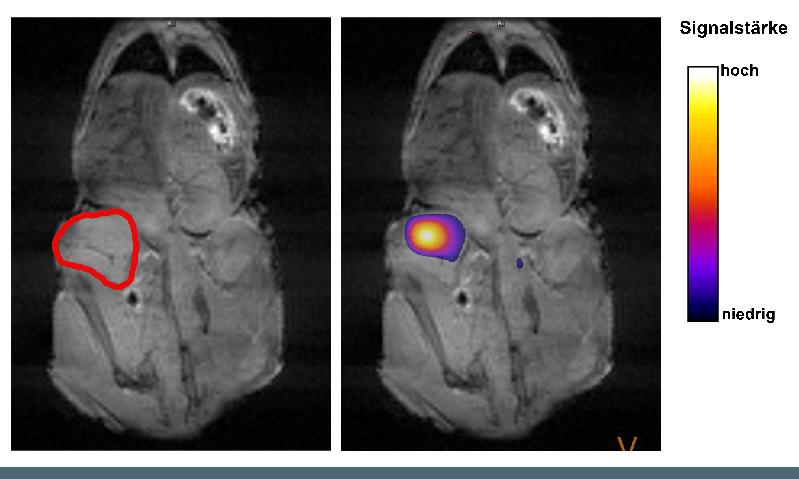 Links: MRT-Bild einer Maus mit Tumor (rot). Rechts: Nach Injektion des signalvertärkten Stoffwechselprodukts leuchtet spezifisch die Tumorregion auf.