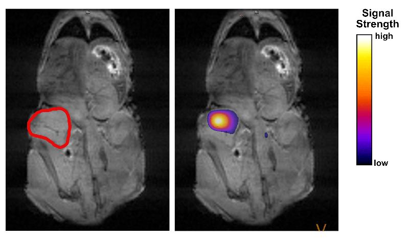 Left: MRI image of a mouse with tumor (red). Right: After injection of the signal-enhanced metabolite, the tumor region lights up. 