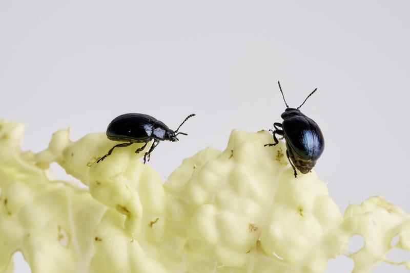 mustard leaf beetles (Phaedon cochleariae) 