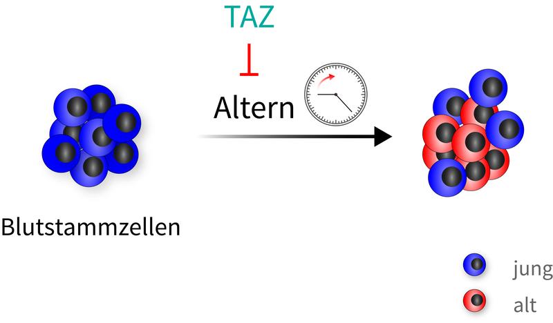 Blutstammzellen altern sehr heterogen. Das TAZ-Protein, ein Co-Aktivator des Hippo-Signalwegs, kann die Blutstammzellen vor dem Altern schützen. Neben alten Zellen findet man daher auch "jugendliche" Zellen, wenn dieser Schutzmechanismus gewirkt hat.