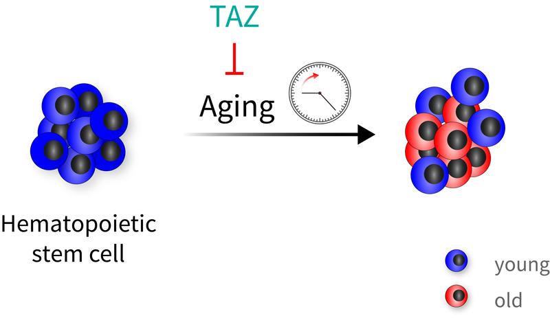 Hematopoietic stem cells age very heterogeneously. The TAZ protein, a co-activator of the Hippo signaling pathway, can protect blood stem cells from aging. Thus, in addition to old cells, one also finds “youthful” cells when the protection has worked.