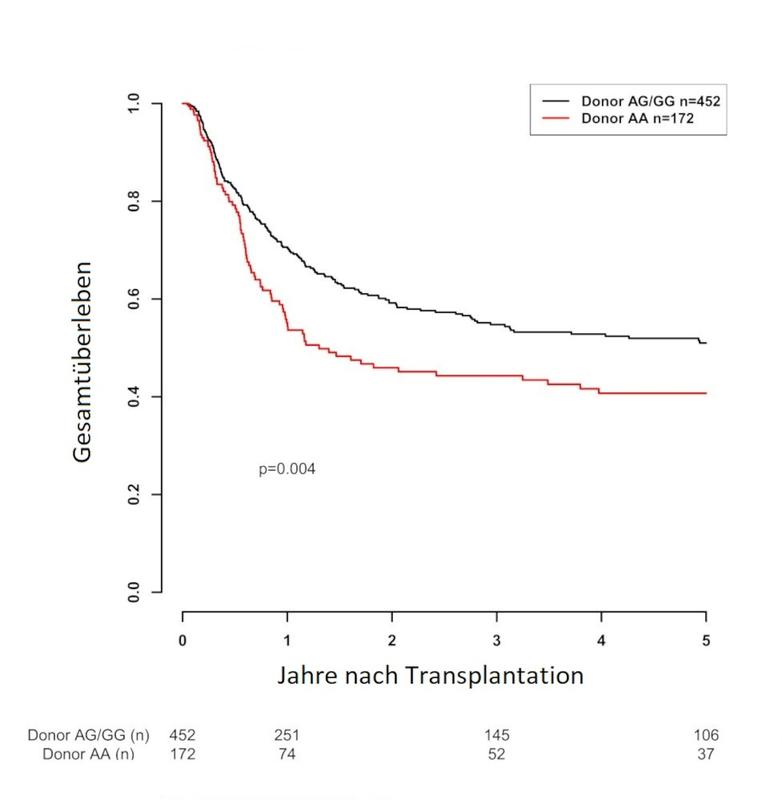 Untersch. beim Anteil überlebender Patienten mit günstigem rs2204985 Merkmal beim Spender (schwarz) im Vgl. zu ungünstigem Merkmal (rot ) in Abhängigkeit von der Zeit nach Transpl. in Jahren in der Gruppe der Transplantationspaare mit einer HLA-Differenz.