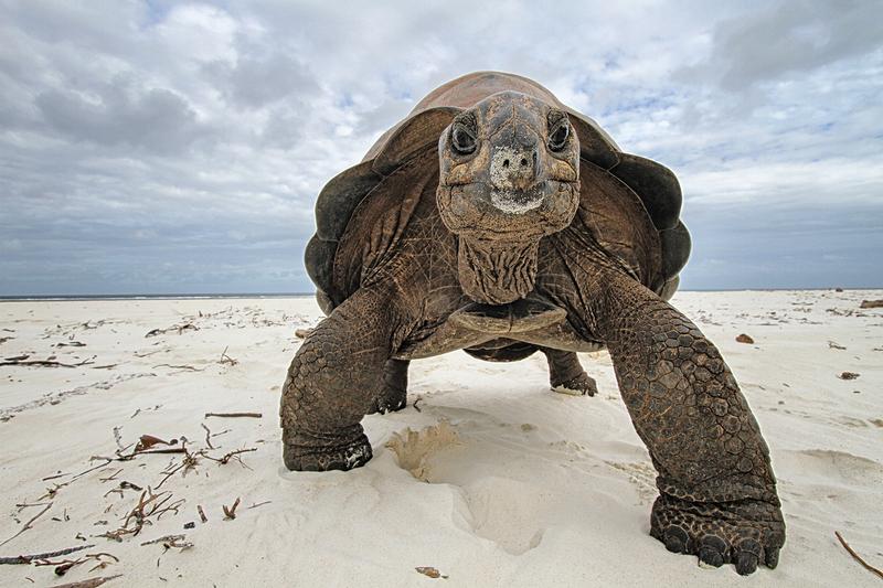 The only surviving Aldabra giant tortoises in the wild can be found on the Aldabra Atoll, northwest of Madagascar. 