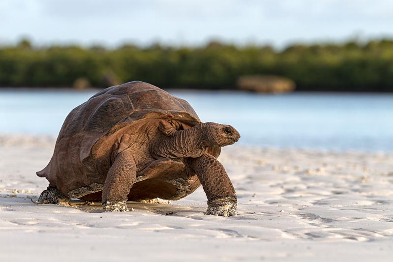 Aldabra giant tortoises