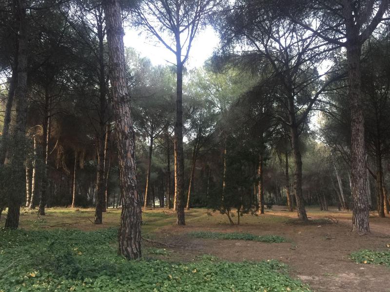 Die Böden dieses Kiefernwaldes in Sevilla wurden im Rahmen der Studie untersucht.