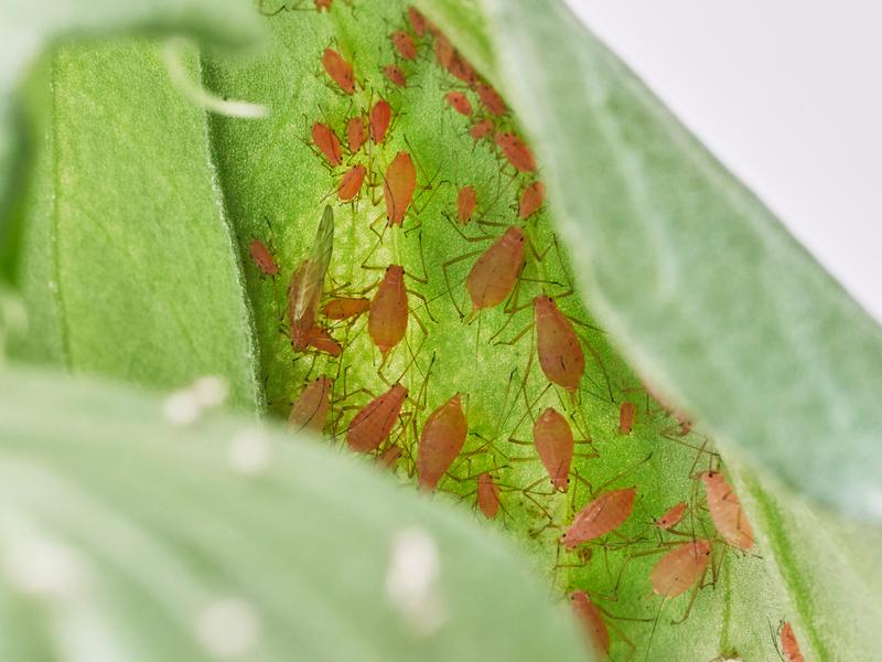 Pea aphids on Vicia faba