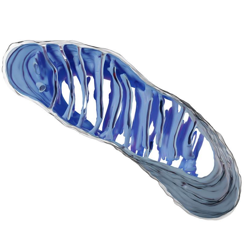 Rekonstruktion eines Mitochondriums basierend auf Elektronenmikroskopiedaten. Die äußere Membran ist in grau/durchscheinend und die innere Membran mit ihren Einfaltungen in blau dargestellt.