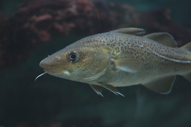 Bestände des kommerziell wichtigen Dorschs könnten durch ökosystembasiertes Fischereimanagement wieder aufgebaut werden. Foto: Nikolas Linke, GEOMAR