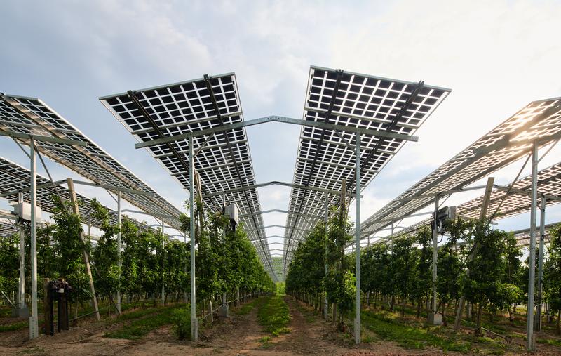Agri-Photovoltaik-Anlage über Apfelbäumen