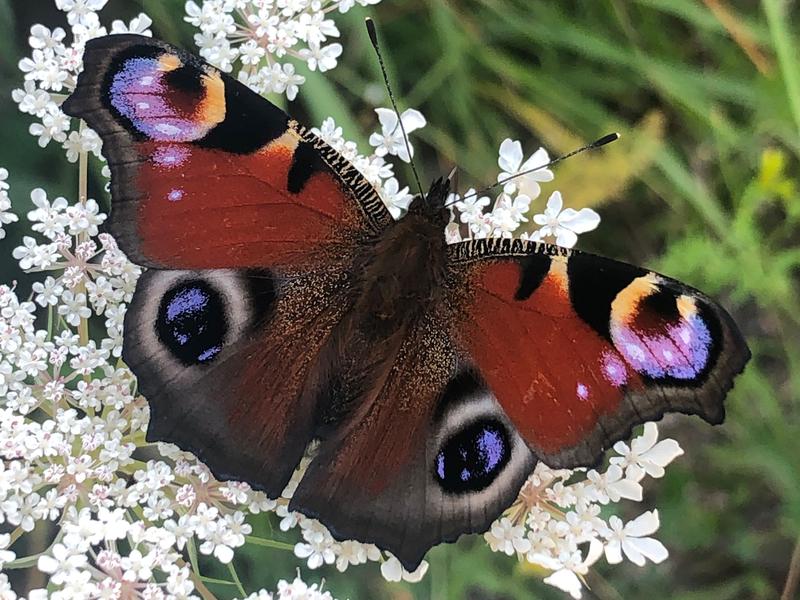 peacock butterfly 