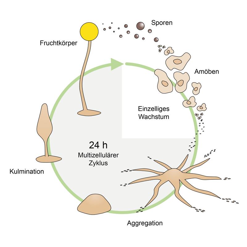 Schematische Darstellung des Entwicklungszyklus von D. discoideum.