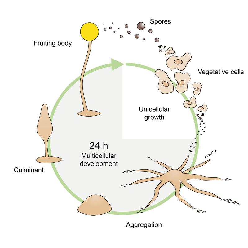 Schematic representation of the developmental cycle of D. discoideum.