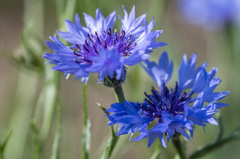The cornflower is one of the "losers", its population has declined sharply over the past 100 years.