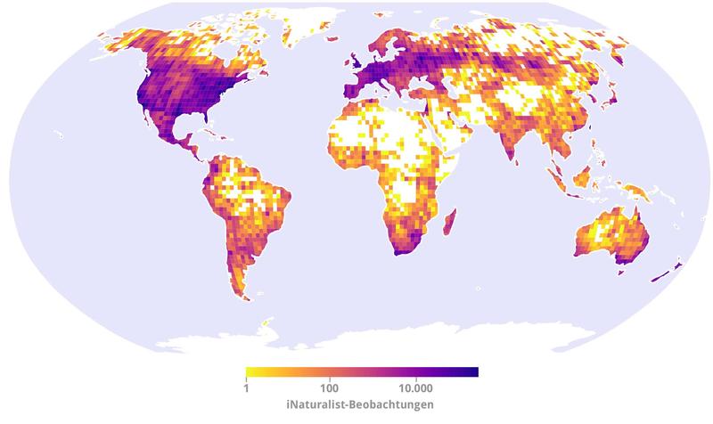 Datenpunkte wurden mit iNaturalist auf der ganzen Welt erfasst. Die Dichte variiert, wobei in einigen Regionen der Welt, insbesondere in Teilen Nordamerikas und Europas, mehr Einträge gesammelt wurden.