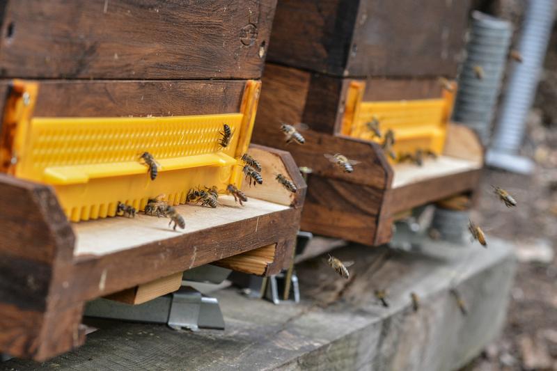 Bienen sind in der Natur häufig mehreren Pestiziden ausgesetzt.