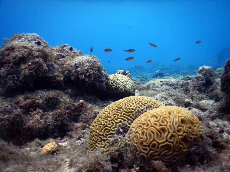 Von Algen dominiertes Korallenriff vor Curaçao 