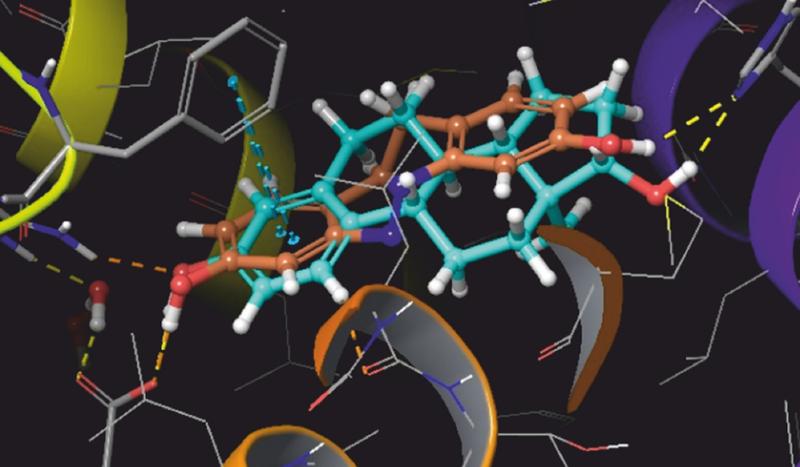 Computerdarstellung des Diazocins (braun) und des Estradiols (hellblau) gebunden im Rezeptor