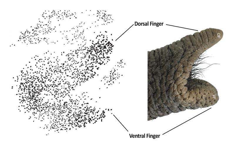 Nerve cells in the African elephant’s facial motor nucleus (left). The facial nucleus is the brain structure, which controls the muscles of the face. Trunk tip of an African elephant with the two trunk fingers (right). 
