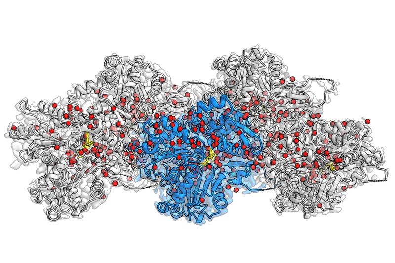 Cryo-EM Rekonstruktion von F-Aktin gebunden an Mg2+-ADP-BeF3- aufgelöst mit 2.2 Å. Zentrale Aktin-Untereinheit (blau), weitere Untereinheiten (grau), Wassermolekülen (rot), ADP (gelb)