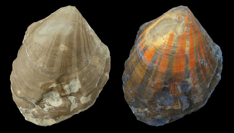 Scallop Pleuronectites from the Triassic period with fluorescent colour pattern; left under normal light, right under UV light.