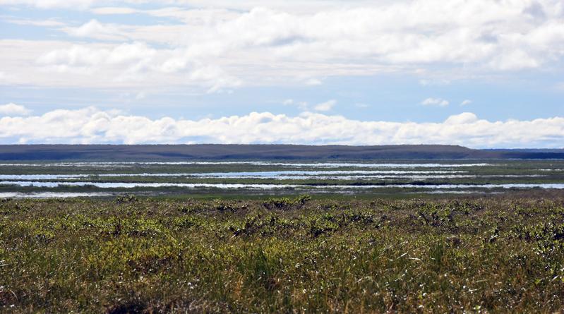 Graminoid-dominated tundra with dwarf shrubs growing in national park Kytalyk, in the Siberian Arctic. The blurred areas in the image are created by heat haze, which occurs when various surfaces heat up differently and hence create turbulence in the air.