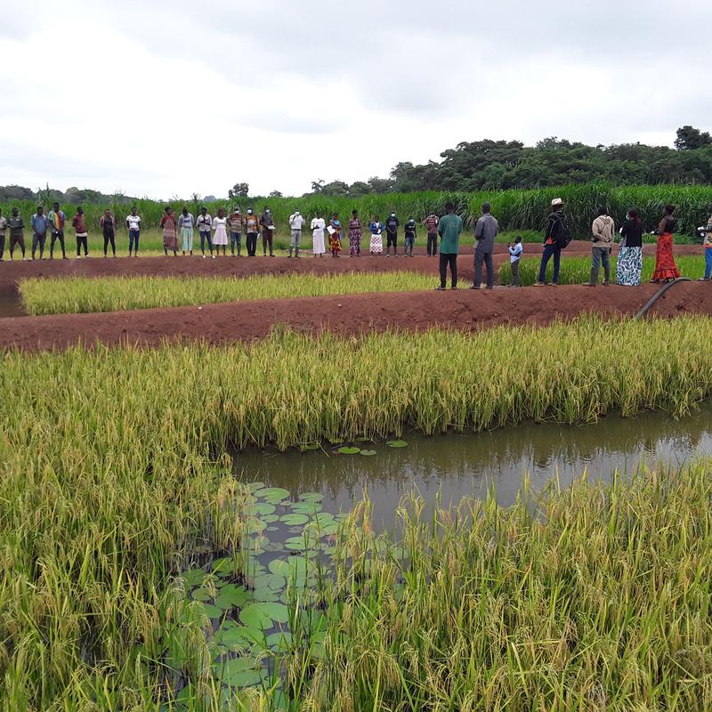 Demofeld des AfricaRice Center für eine integrierte Reis-Fisch Kultur, bei der im Reisfeld Fische gezüchtet werden.