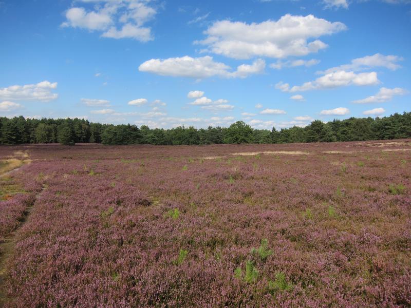 Dry sand heaths are also among the biotopes found in Hamburg.