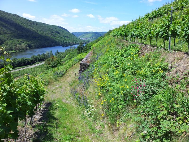 Weinbausteillage mit Querterrassierung mit begrünten Böschungen im Weinberg (Standort Pommern). 