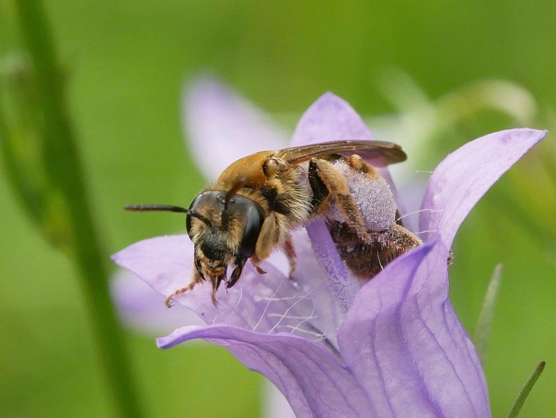 Die Braunschuppige Sandbiene (Andrena curvungula) ist eine von 170 Wildbienenarten, die auf Brachflächen der Mosel-Steillagen leben.