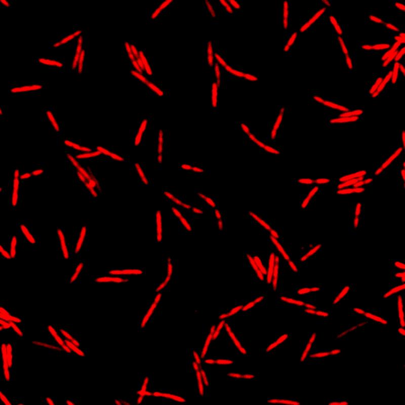 Mithilfe des rot fluoreszierenden Proteins mScarlet werden die Fusobakterien sichtbar gemacht und ihre Bewegung verfolgt.