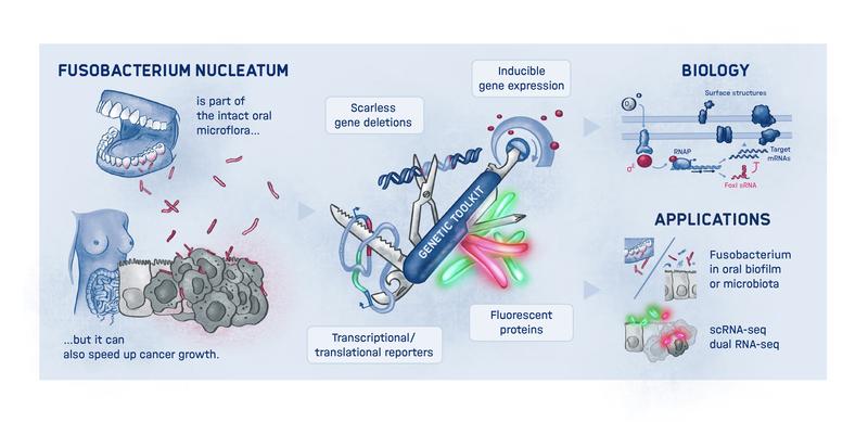 Graphical Abstract