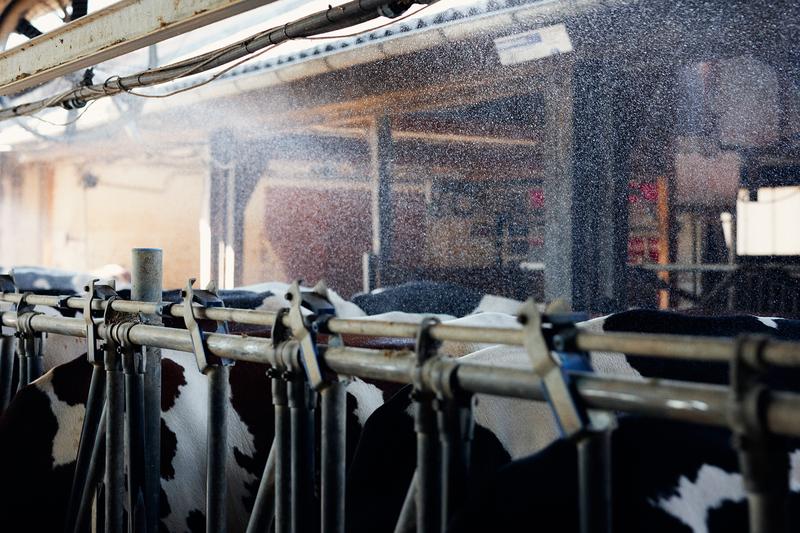 Mittels einer App soll perspektivisch unter anderem auch die Ventilatoren, Sprinkler- und Sprühnebelanlagen zur Kühlung der Tiere im Sommer gesteuert werden können. 