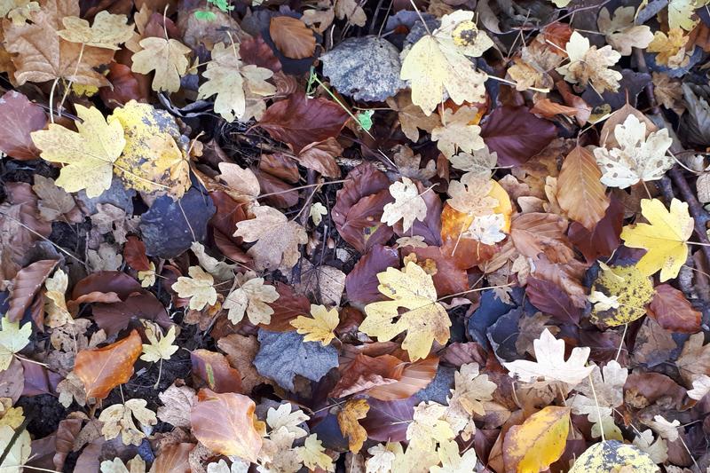 Herbstlaub - energetisch bisher kaum genutzt 