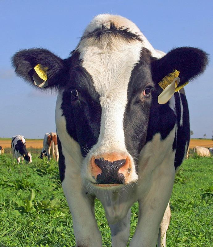 Werden Kühe zu Unrecht als Klimakiller bezeichnet? Forschende am FBN haben herausgefunden, dass die Klimaziele bei Methan mit einer effizienten Landwirtschaft erreicht werden können. 