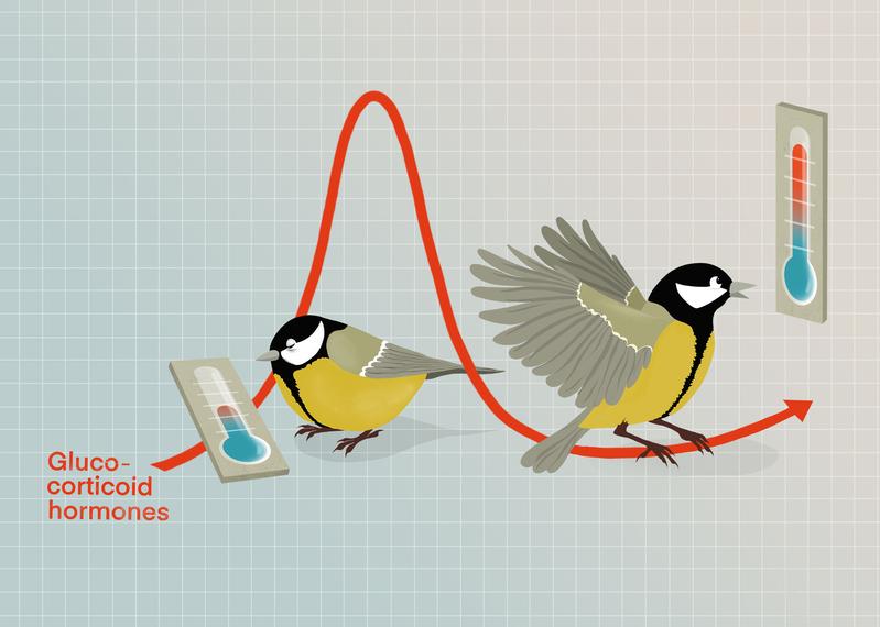 Bei freilebenden Kohlmeisen kommt es zu Anpassungen der Hormonspiegel an die Umgebungstemperatur. Dabei gibt es große Unterschiede zwischen den Tieren. Diese könnten es Vogelpopulationen erleichtern, sich an Veränderungen der Lebensbedingungen anzupassen.