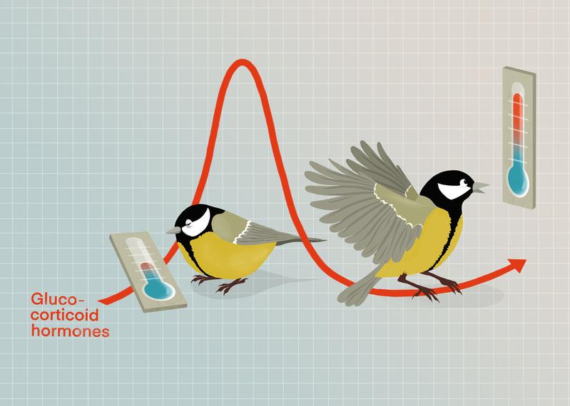 Free-living great tits show large differences in how strongly their blood hormone levels vary with environmental temperatures. These differences could make it easier for bird populations to adjust to environmental conditions, such as temperature extremes.