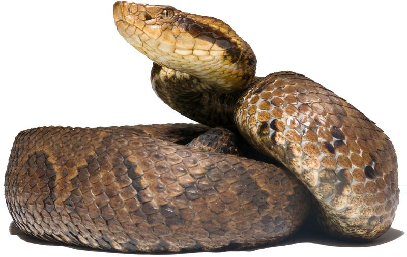  Die neu beschriebene Krötenkopf-Lanzenotter Bothrocophias tulitoi sp. nov. 