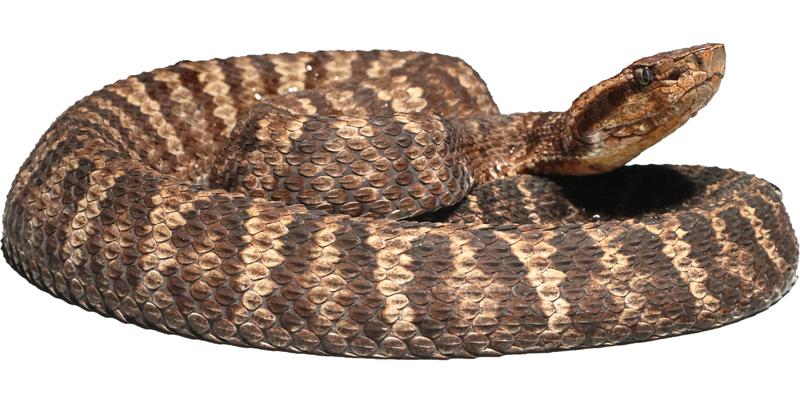   Schlangen aus der Gattung Bothrocophias, wie die neu entdeckte Bothrocophias myrringae sp. nov., leben in isolierten und schwer zugänglichen südamerikanischen Regenwaldgebieten. 