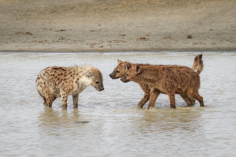 In female-dominated species such as spotted hyenas, animals of both sexes rely less often on aggression and more often on submissive signals and gestures.