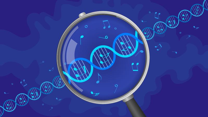 Genetische Varianten, die dem Rhythmusgefühl zugrunde liegen, stehen auch im Zusammenhang mit anderen Aspekten von Musikalität.