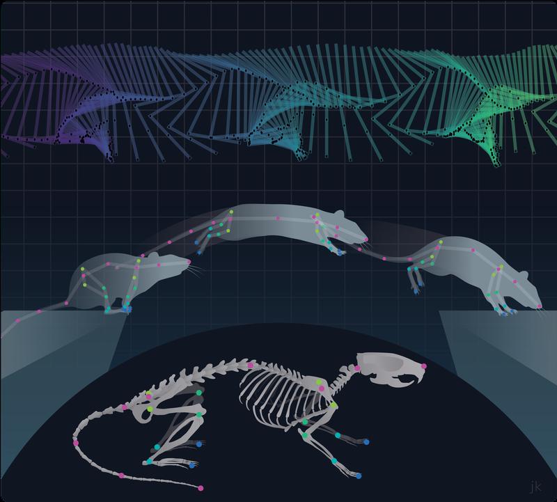 Skelettkinematik einer springenden Ratte