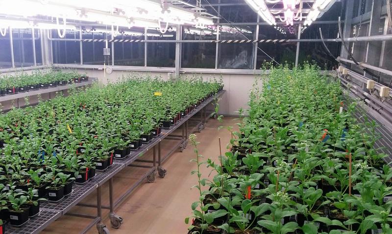 For the new study, pennycress plants were grown under standardized conditions from the seeds of different populations across Europe.