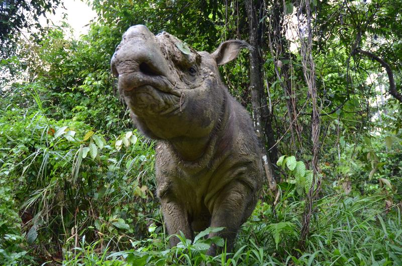 Sumatra-Nashorn Kertam auf der Insel Borneo