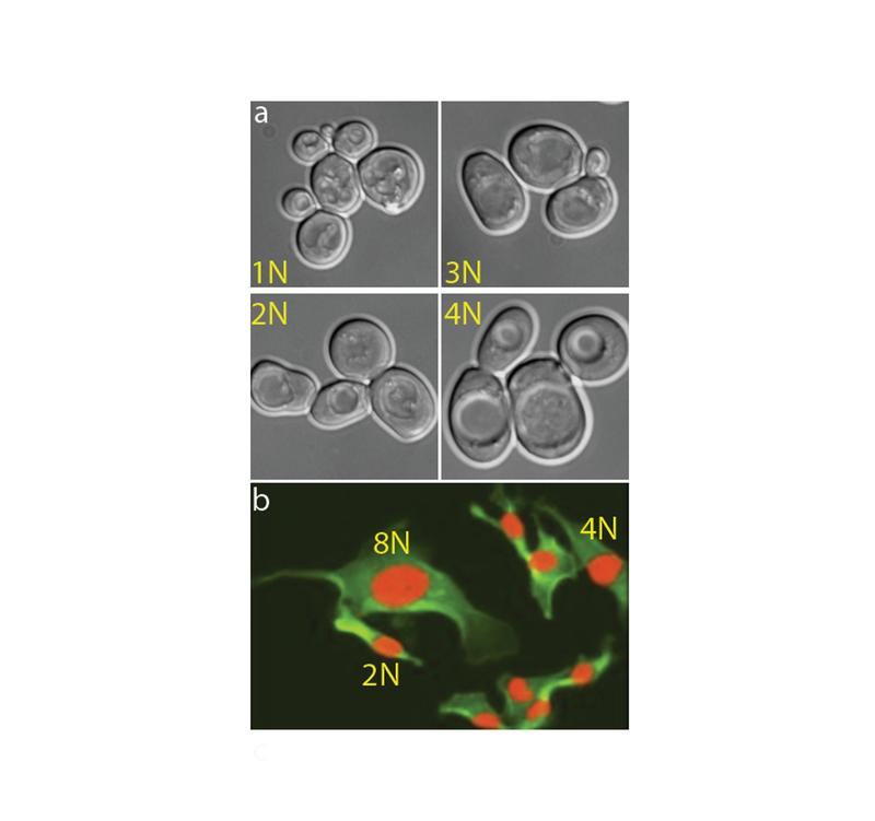 Increased ploidy is common in nature and leads to striking changes in cell size and cell physiology: a) Budding yeasts with different ploidy; b) Human fibroblasts with different ploidy. Credit: TUK, Galal Yahya, AG Storchova
