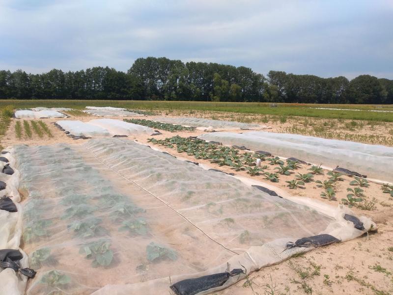 Anbauversuche verschiedener Gemüsekulturen unter Insektenschutznetzen im Projekt OPTINET