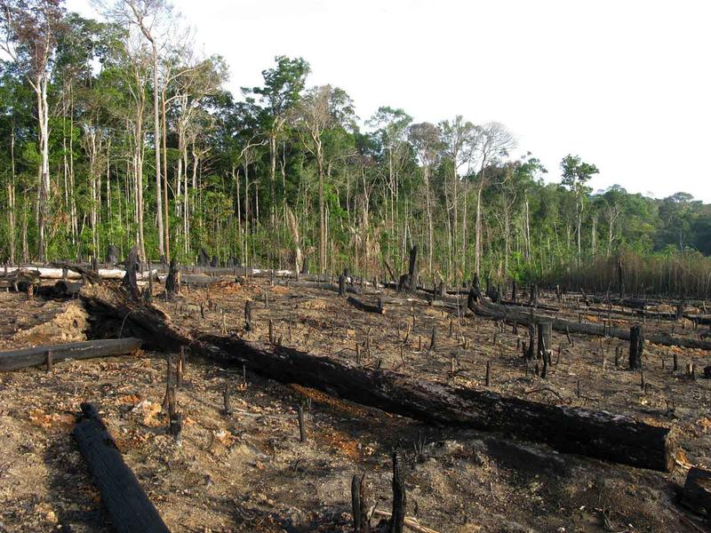 Entwaldung wurde zusammen mit anderen Landnutzungsänderungen als Hauptursache für den weltweiten Verlust der biologischen Vielfalt ermittelt. Gleichzeitig sind diese Faktoren für etwa ein Viertel der weltweiten Treibhausgasemissionen verantwortlich.
