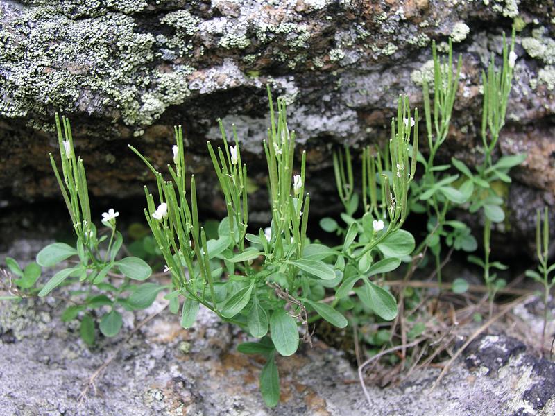 Das Resedablättrige Schaumkraut (Cardamine resedifolia); Reliktisches Vorkommen im Böhmer-wald. Ansonsten kommt diese Art nur in den Hochgebirgen Europas vor.